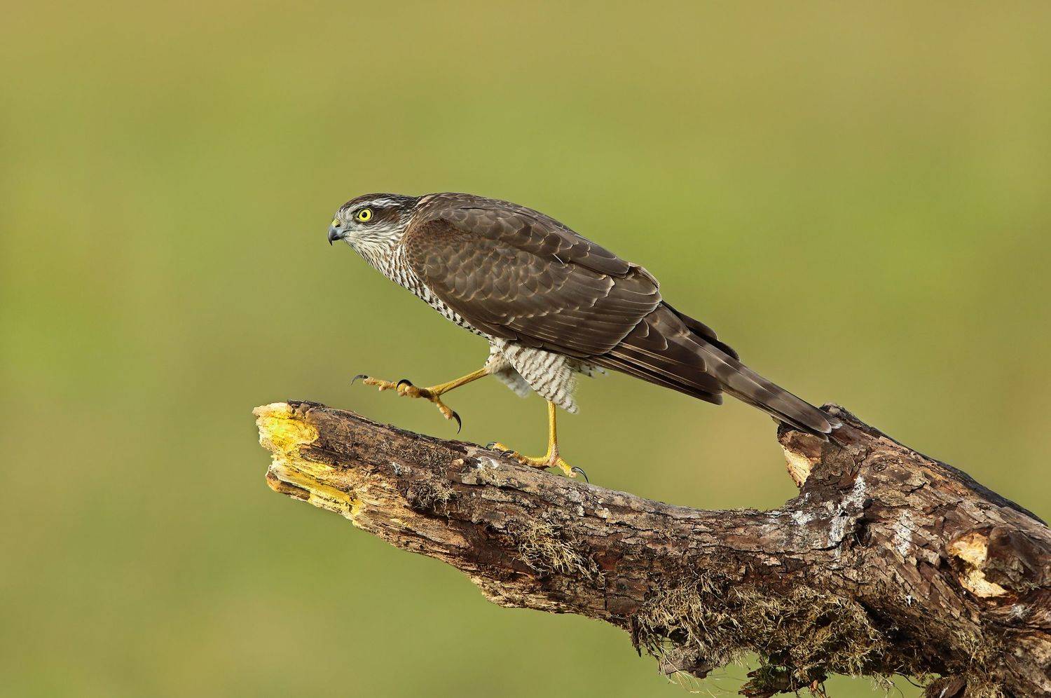 ястреб-перепелятник., Александр Гусар