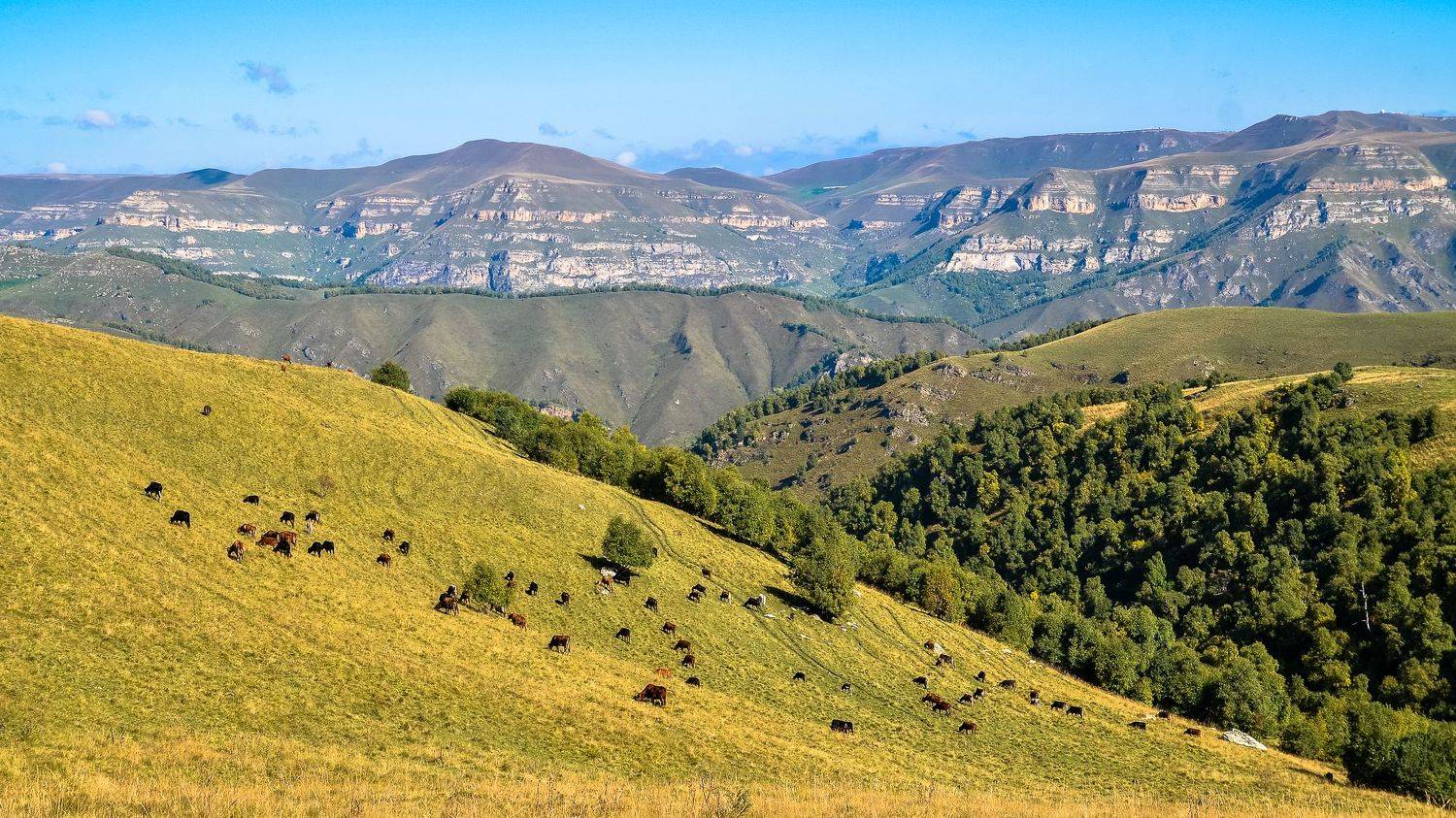 кавказ, осень, горы, животные, природа, тишина, россия, Валерий Верещако