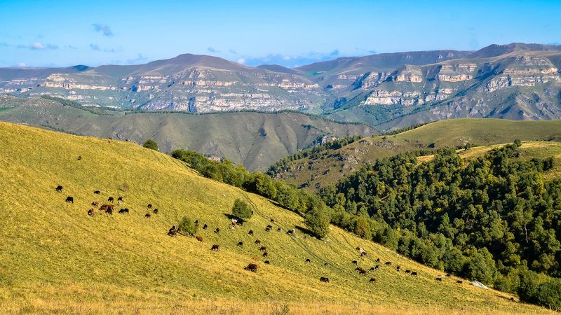 кавказ, осень, горы, животные, природа, тишина, россия На просторах Северного Кавказа. фото превью