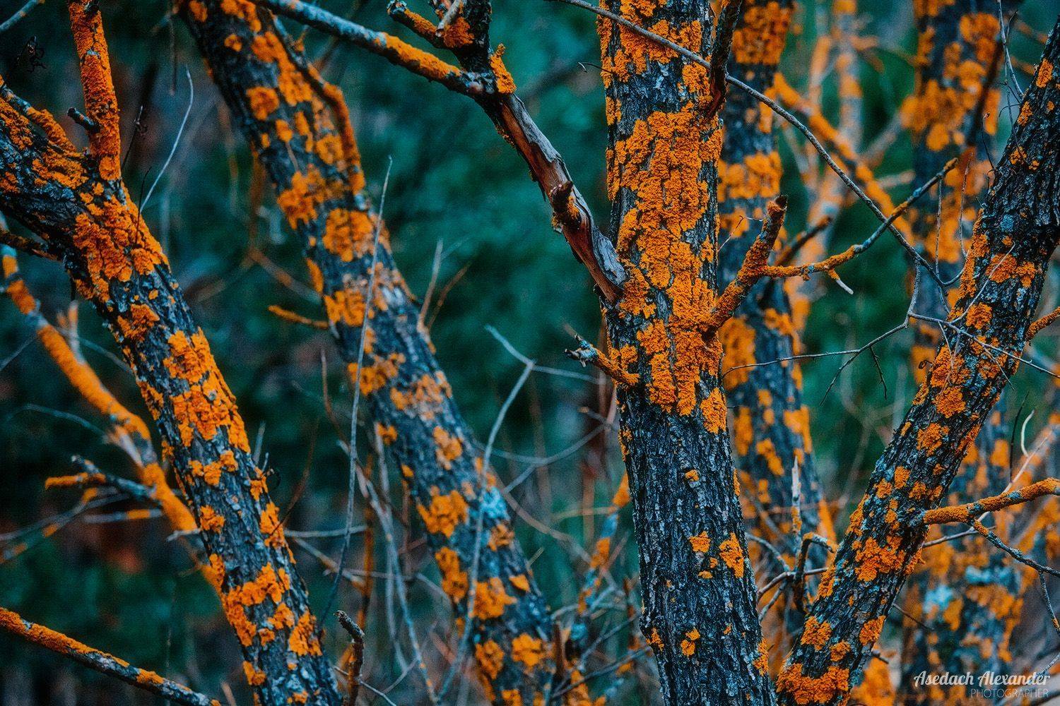 , Александр Аседач