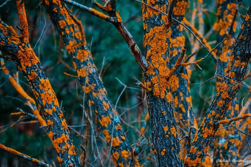 ... фото превью