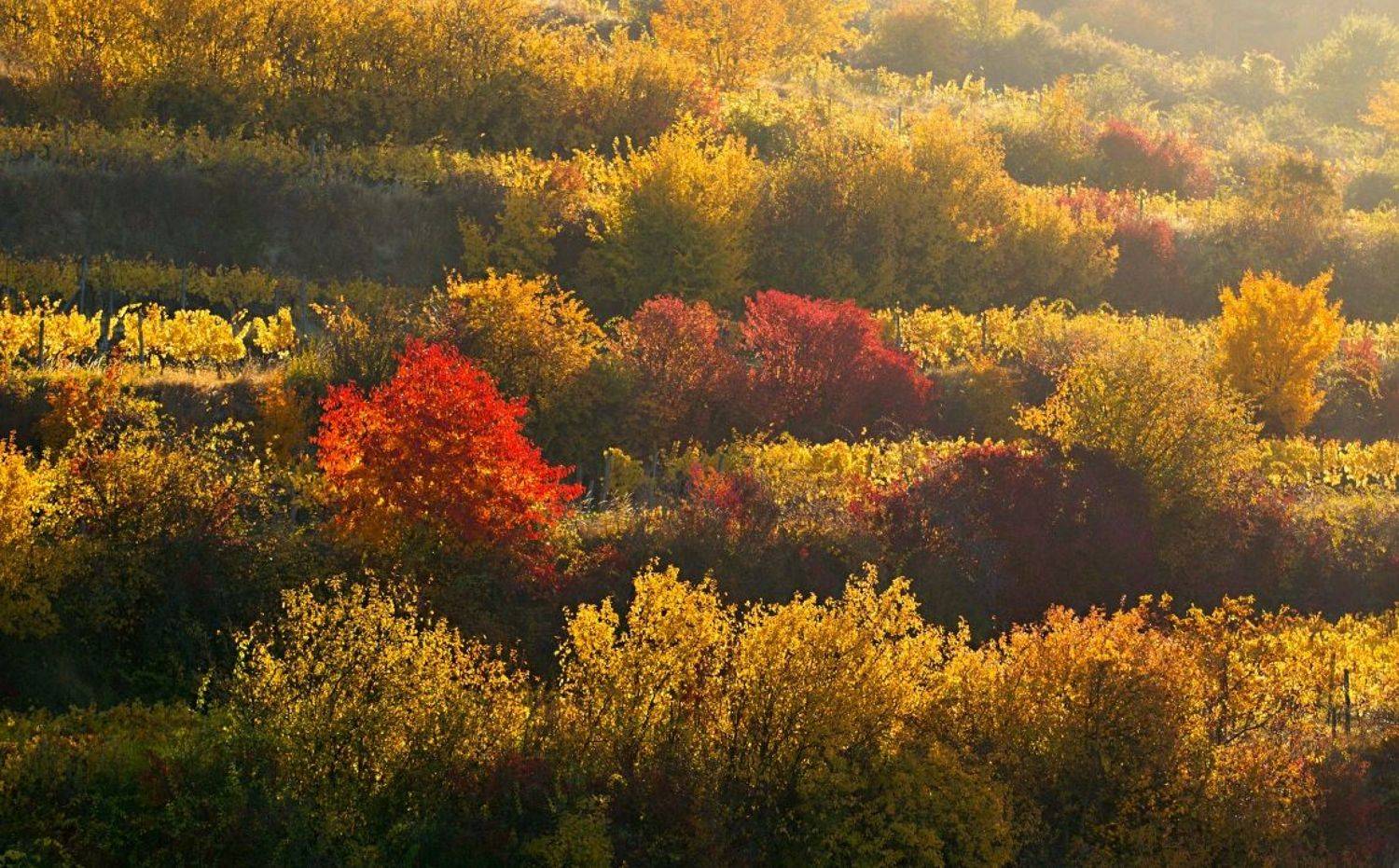 , Franti&scaron;ek Uhler