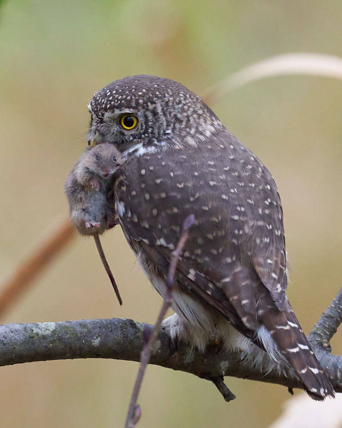 , Victor Krachkovsky