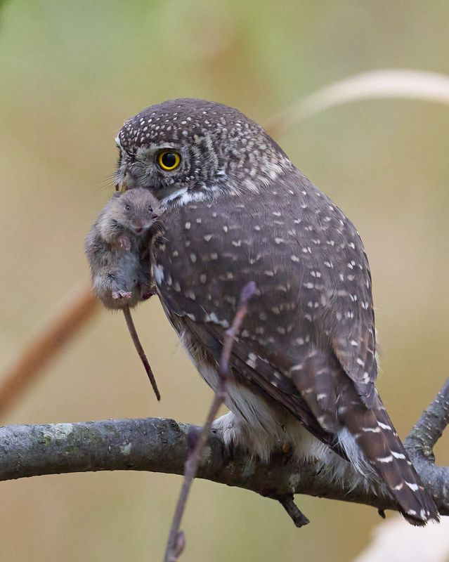 Сычик воробьиный (СПб, октябрь 2021) фото превью