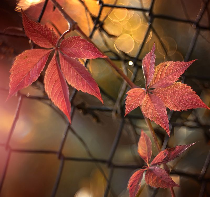 Autumn фото превью