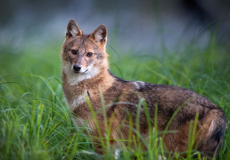 Canis aureus фото превью