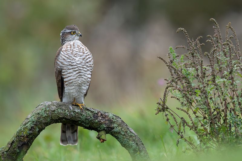Z przymrużeniem oka фото превью