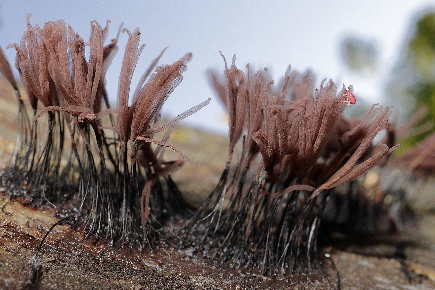 миксомицет, Александр Зорин