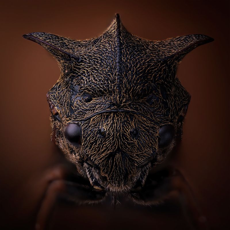 Centrotus cornutus фото превью