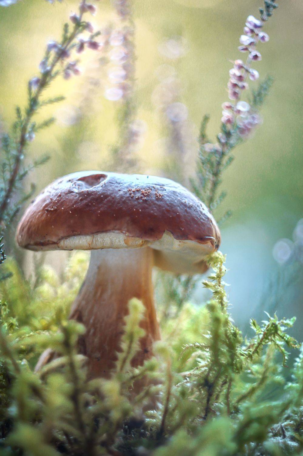 белый гриб,гелиос 44-3, Ирина Горюкина