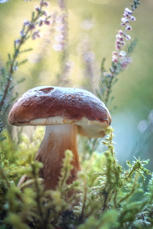 белый гриб,гелиос 44-3 Белый фото превью