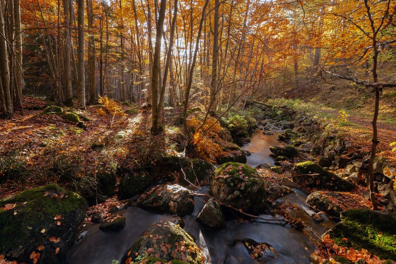 Осень 2021 фото превью