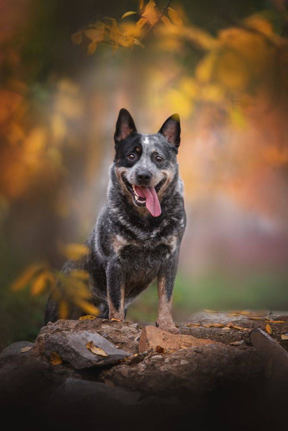 австралийскийхилер, Юлия Гончар