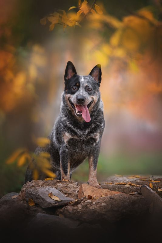 австралийскийхилер Dingostar Adonis Lightining фото превью