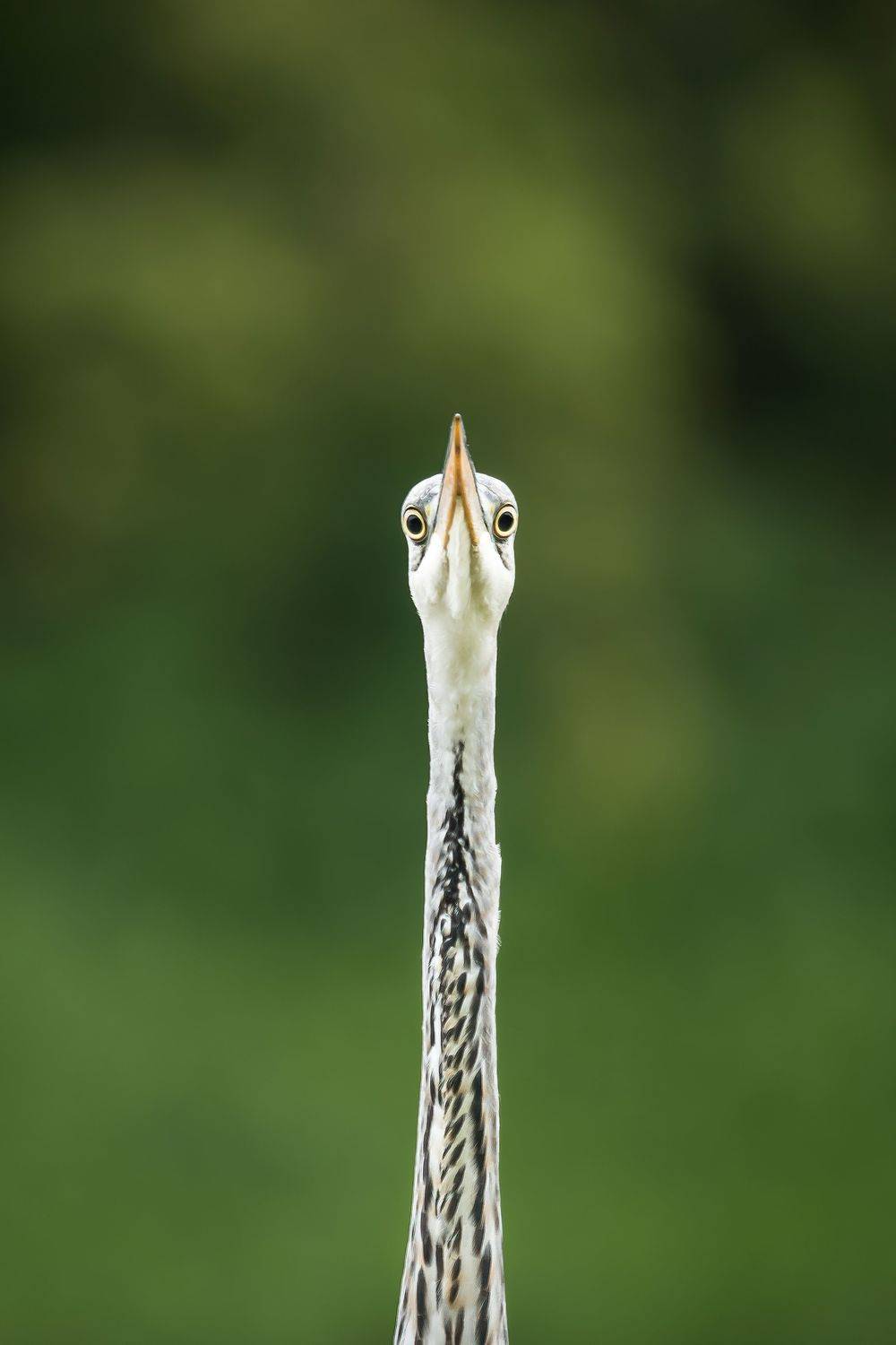серая цапля,ardea cinerea,grey heron,птицы подмосковья,одинцовский городской округ, Ксения Соварцева