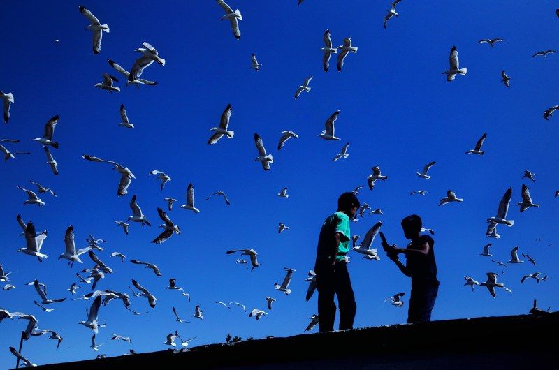 Seagulls фото превью
