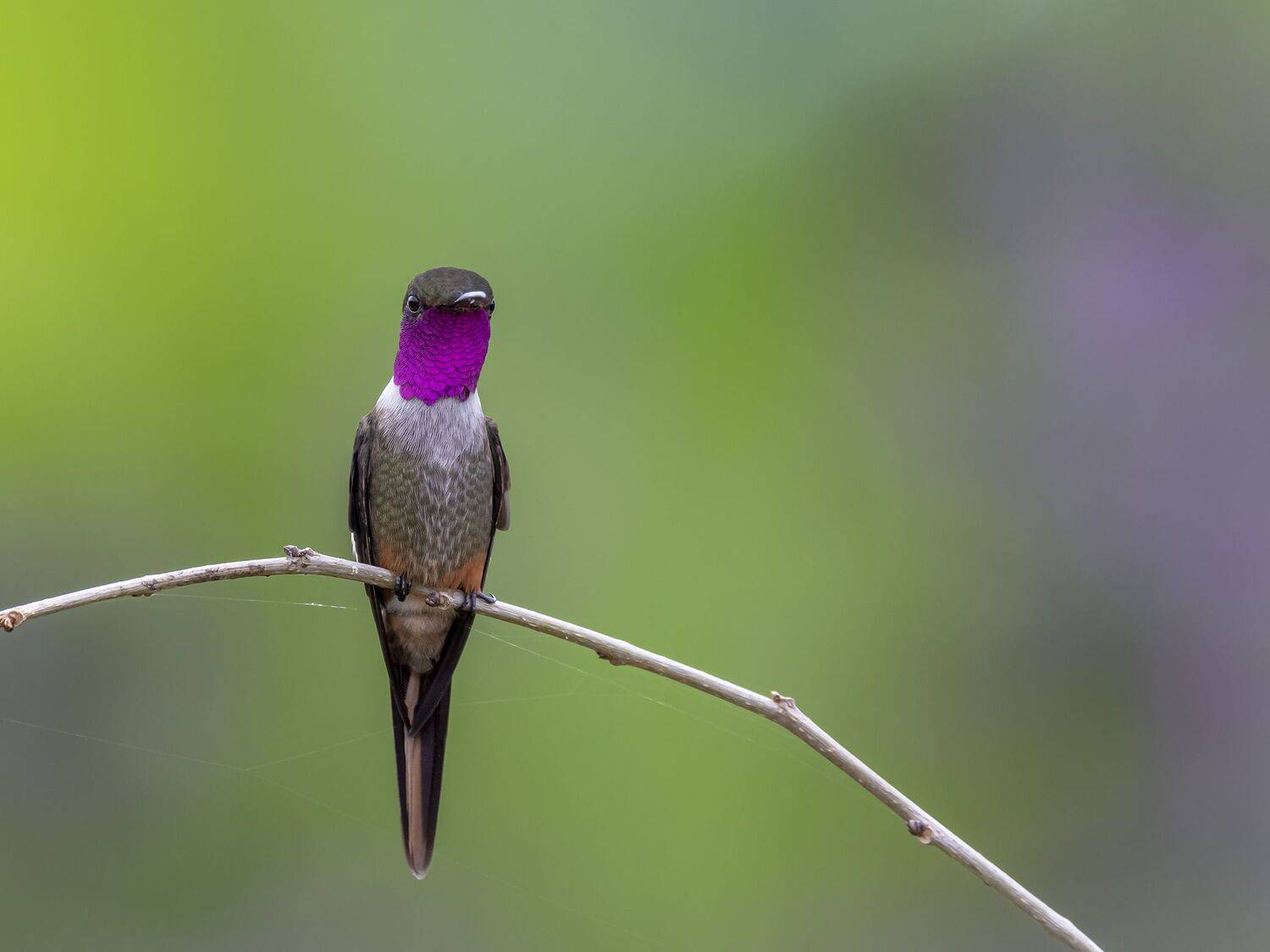 , Fernando Burgalin Sequeira