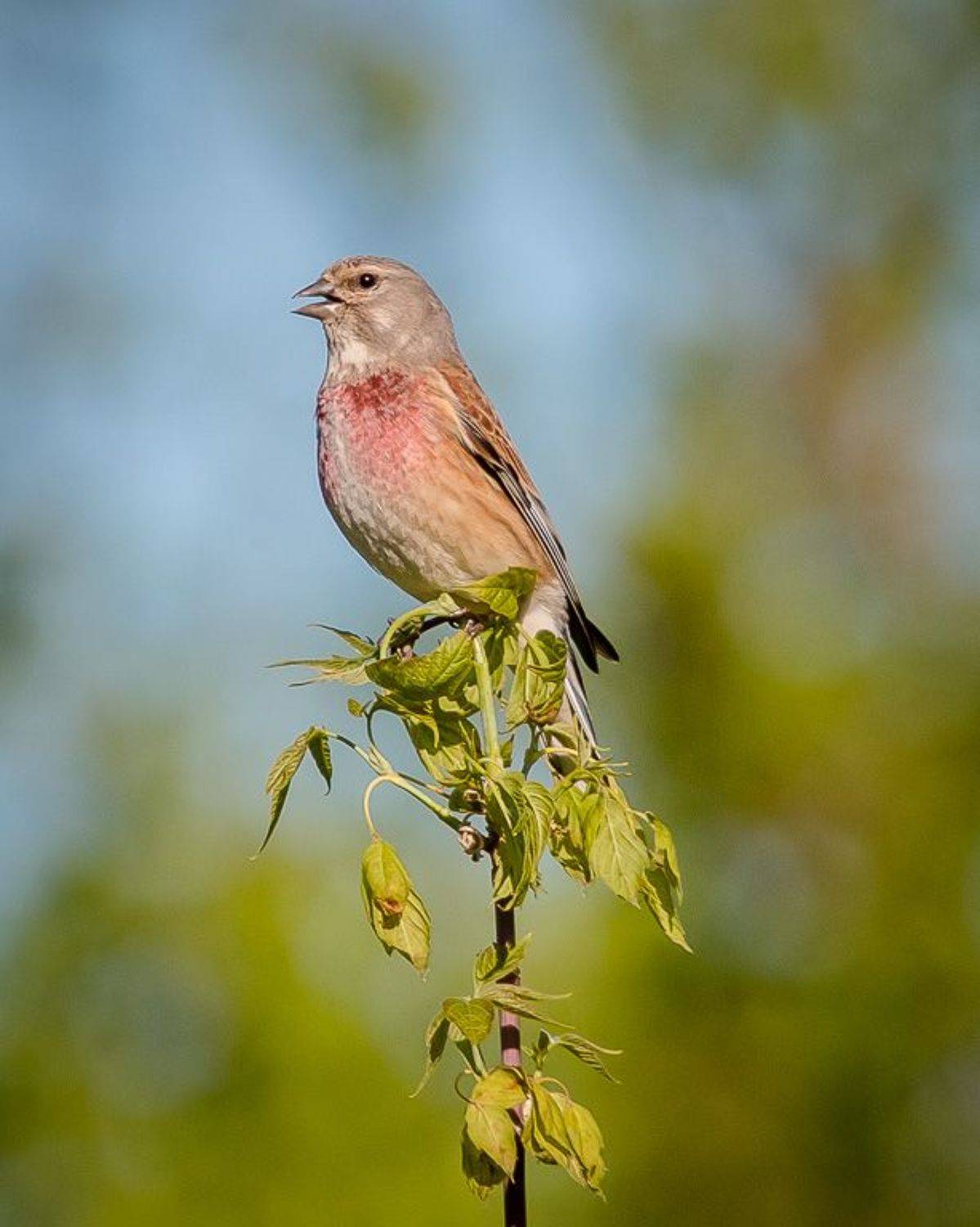 птицы, коноплянка, реполов, wildlife, birds, лето, common linnet, Алексей Юденков