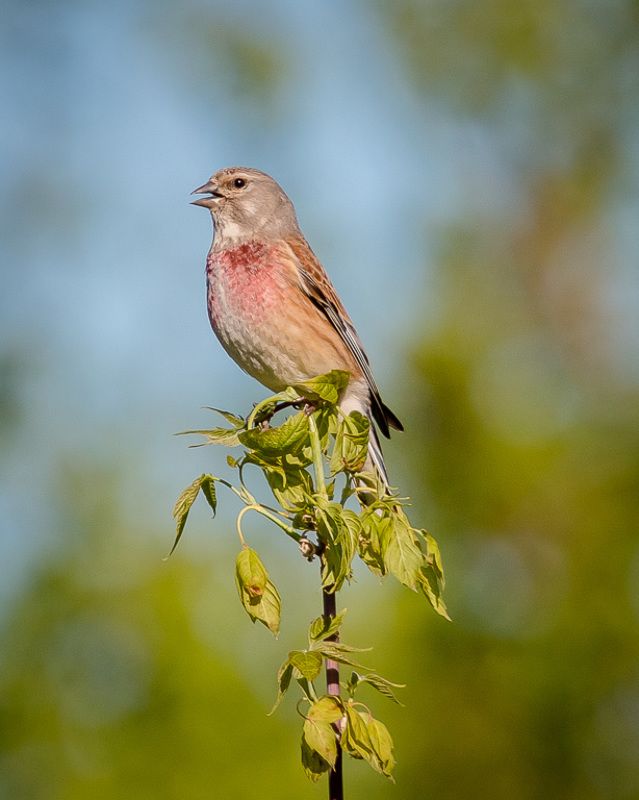 птицы, коноплянка, реполов, wildlife, birds, лето, common linnet Коноплянка (реполов) фото превью