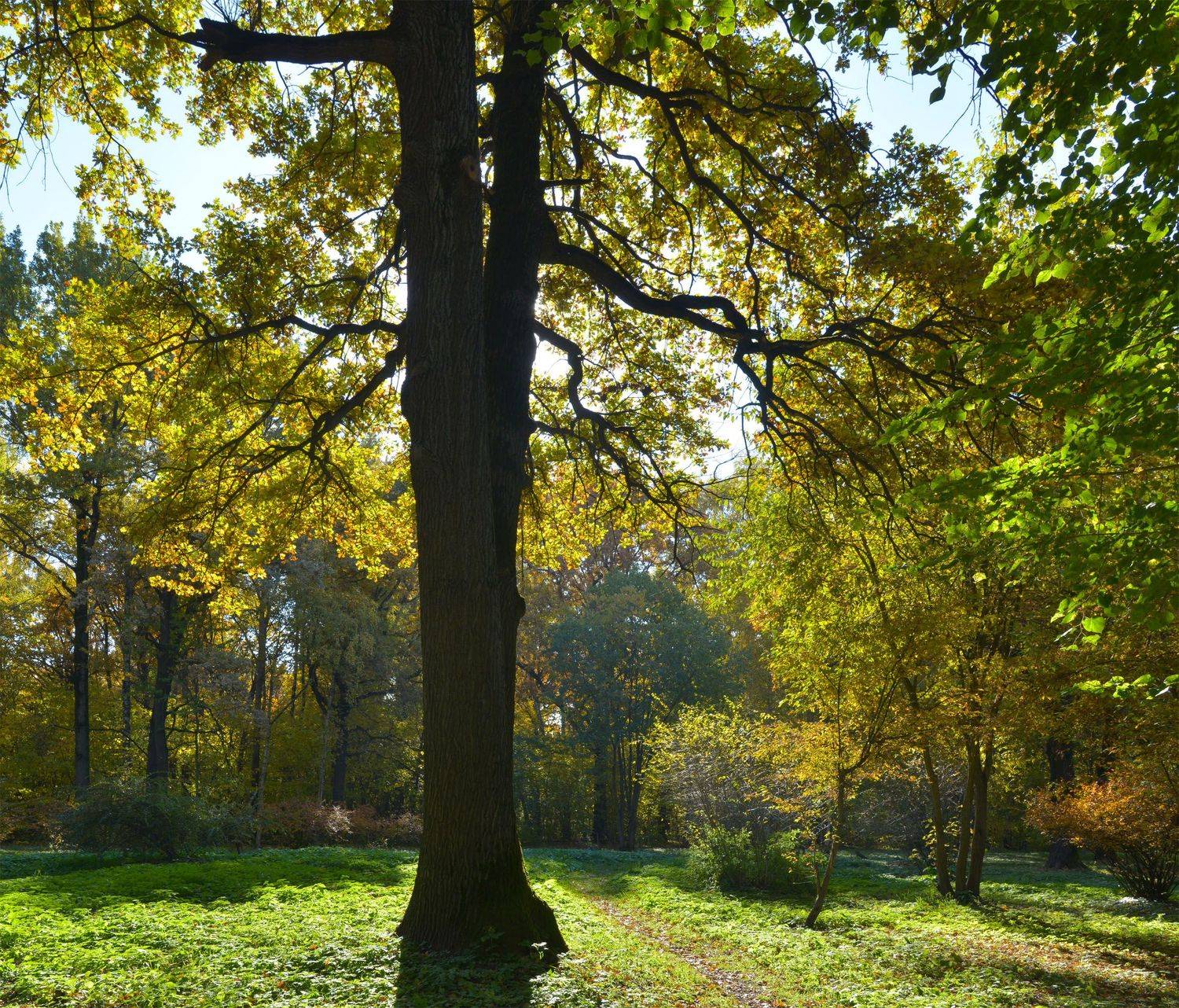 , Сергей Седов