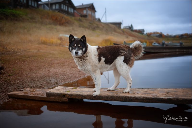 * * * фото превью