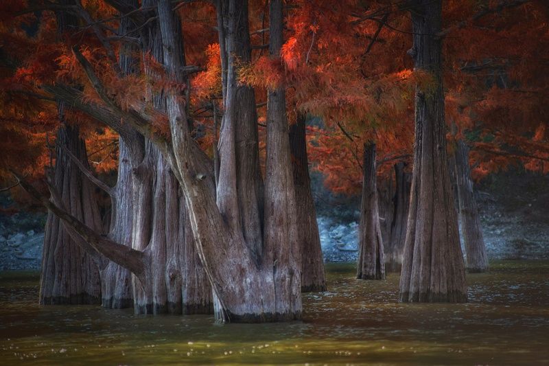 Там леший бродит фото превью