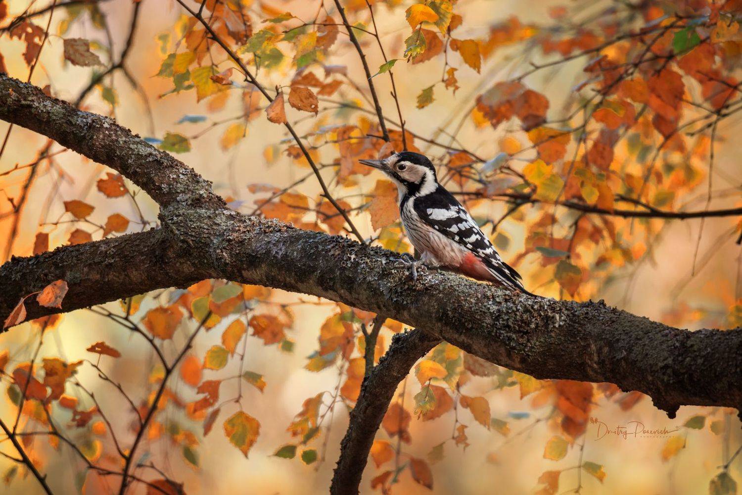 природа, лес, поля, огороды, животные, птицы, макро, Дмитрий Посевич