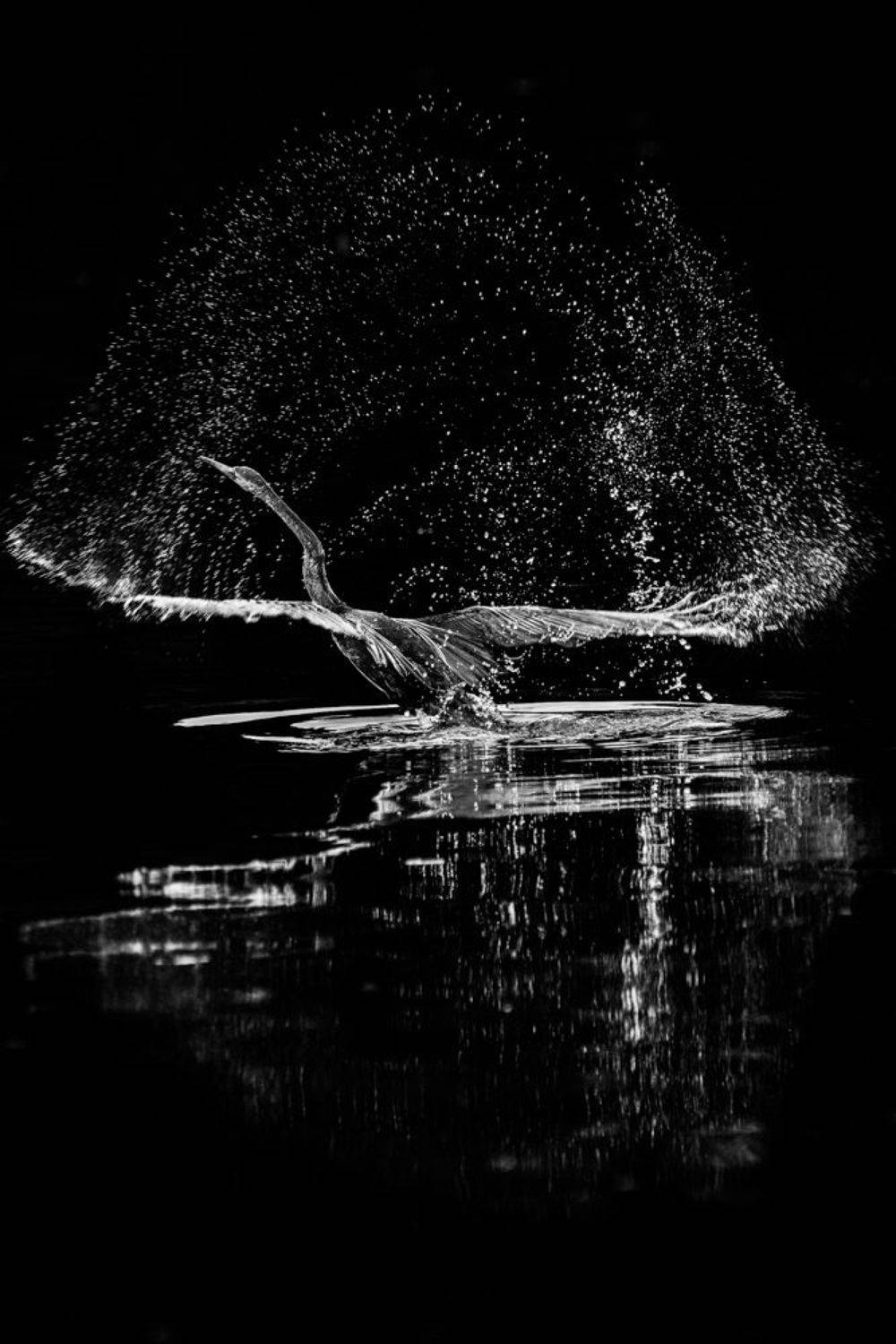 birds, Gimantha Perera