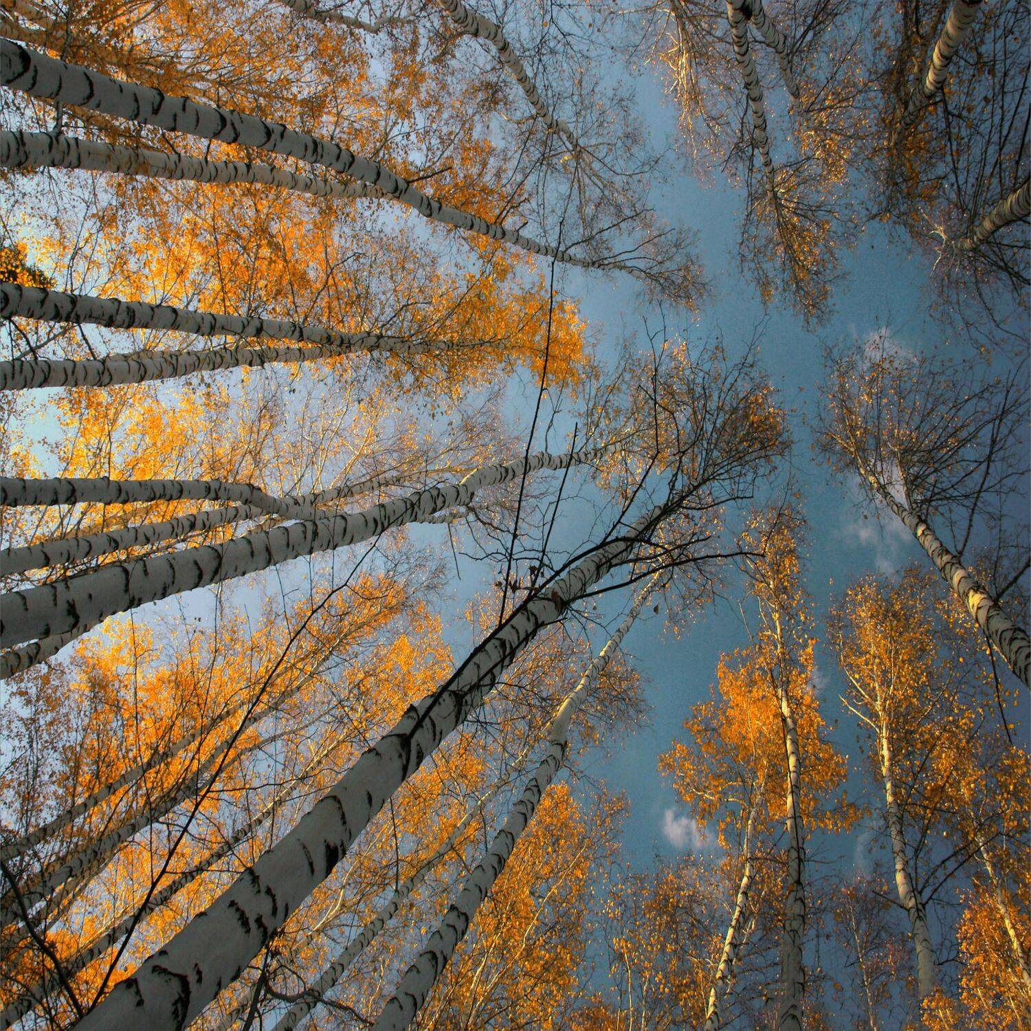 , Ольга Заболотская