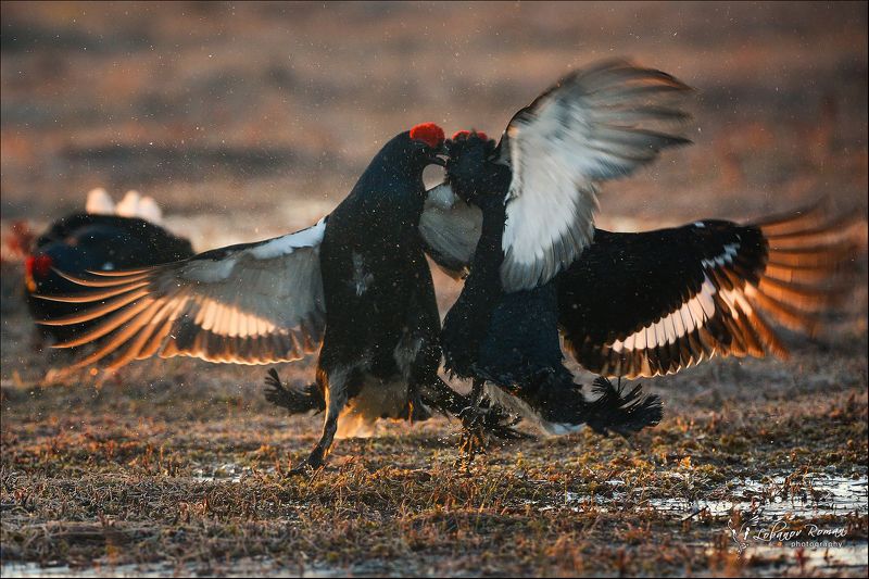 фото превью