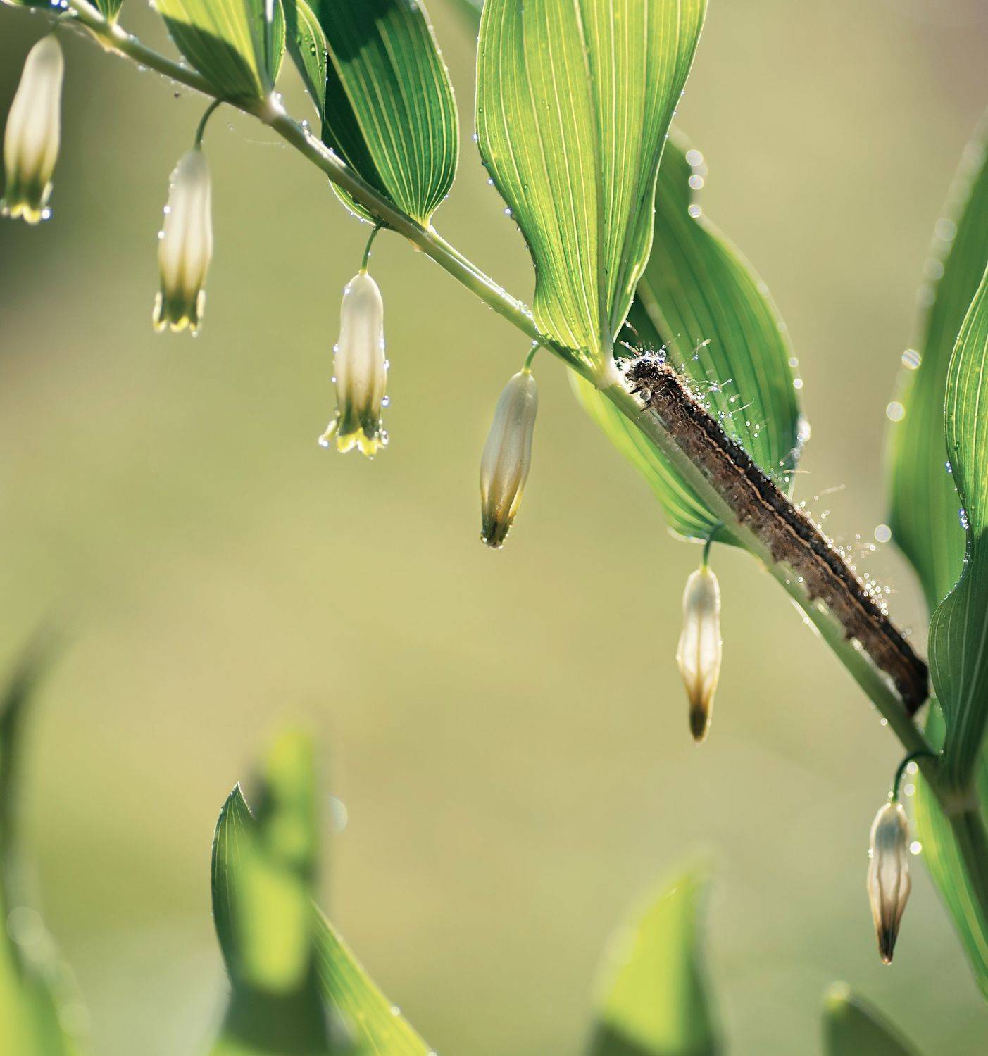 , Тарасова Ольга