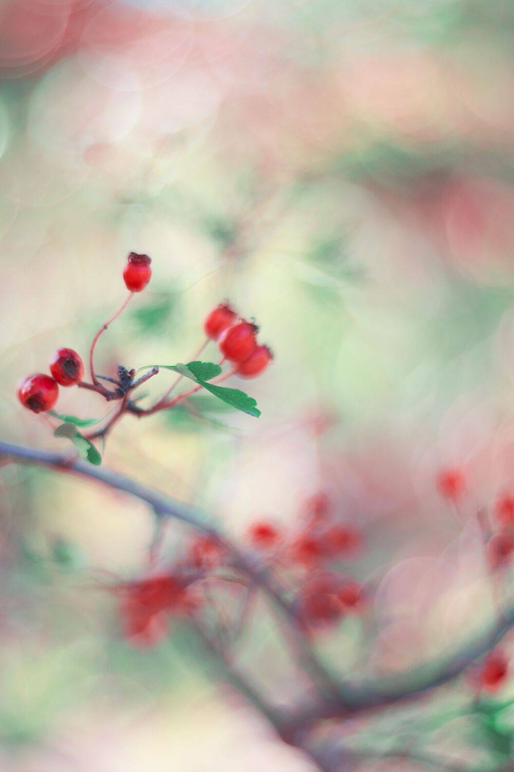 autumn,fruits,flower,bokeh,light,zenit,helios,85mm,nikon,nature,red,blue,green,ligth,, Борислав Алексиев