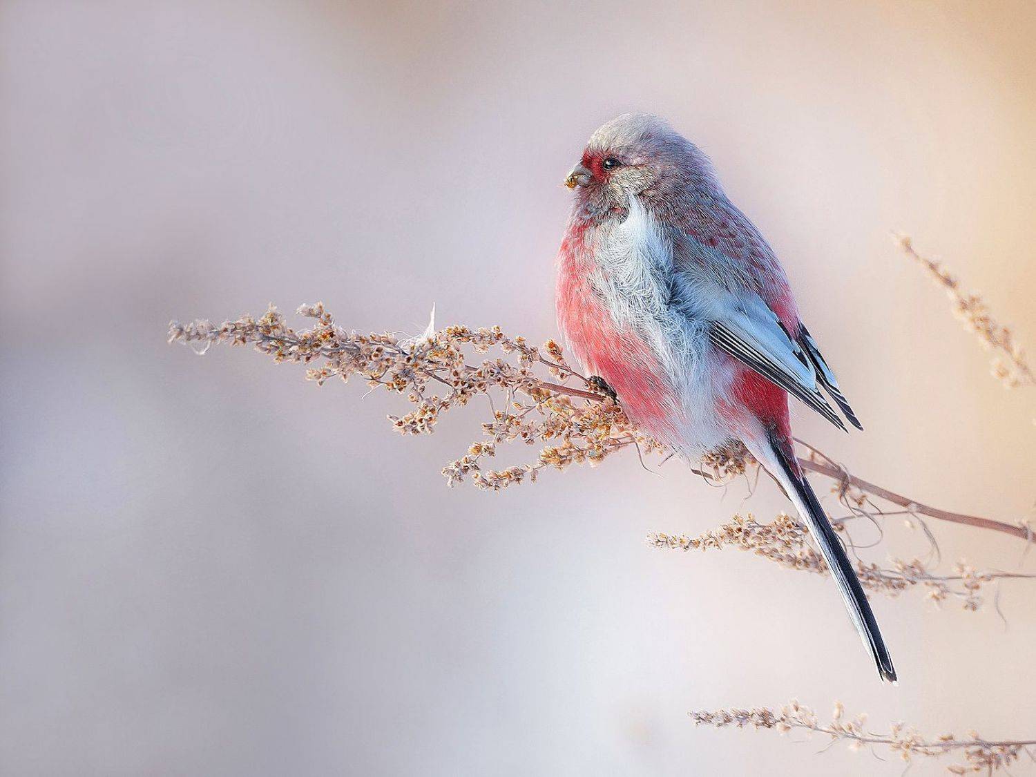 природа, фотоохота,  птицы, животные, урагус, vladilenoff