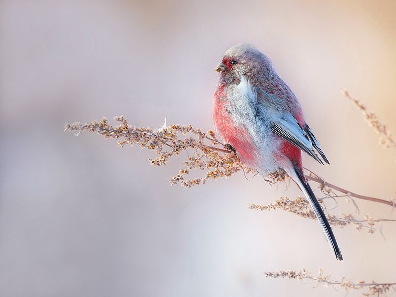 природа, фотоохота,  птицы, животные, урагус В лучах утреннего  солнца фото превью