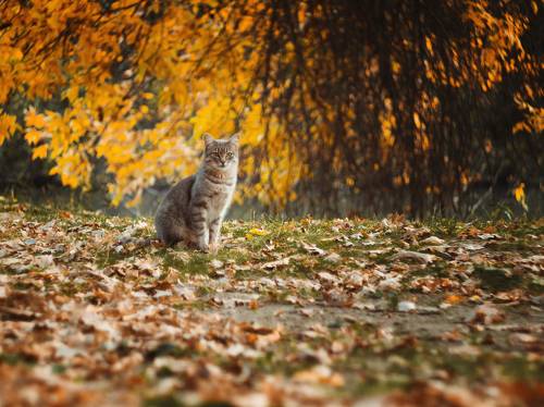 Эстетика октябрьского парка.