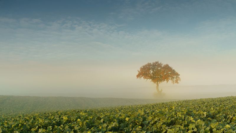 tree, filed, sky, autumn, poland, lonley, green, sunrise, oak, mist Autumn Oak фото превью