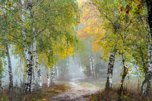 Quiet in birch alley