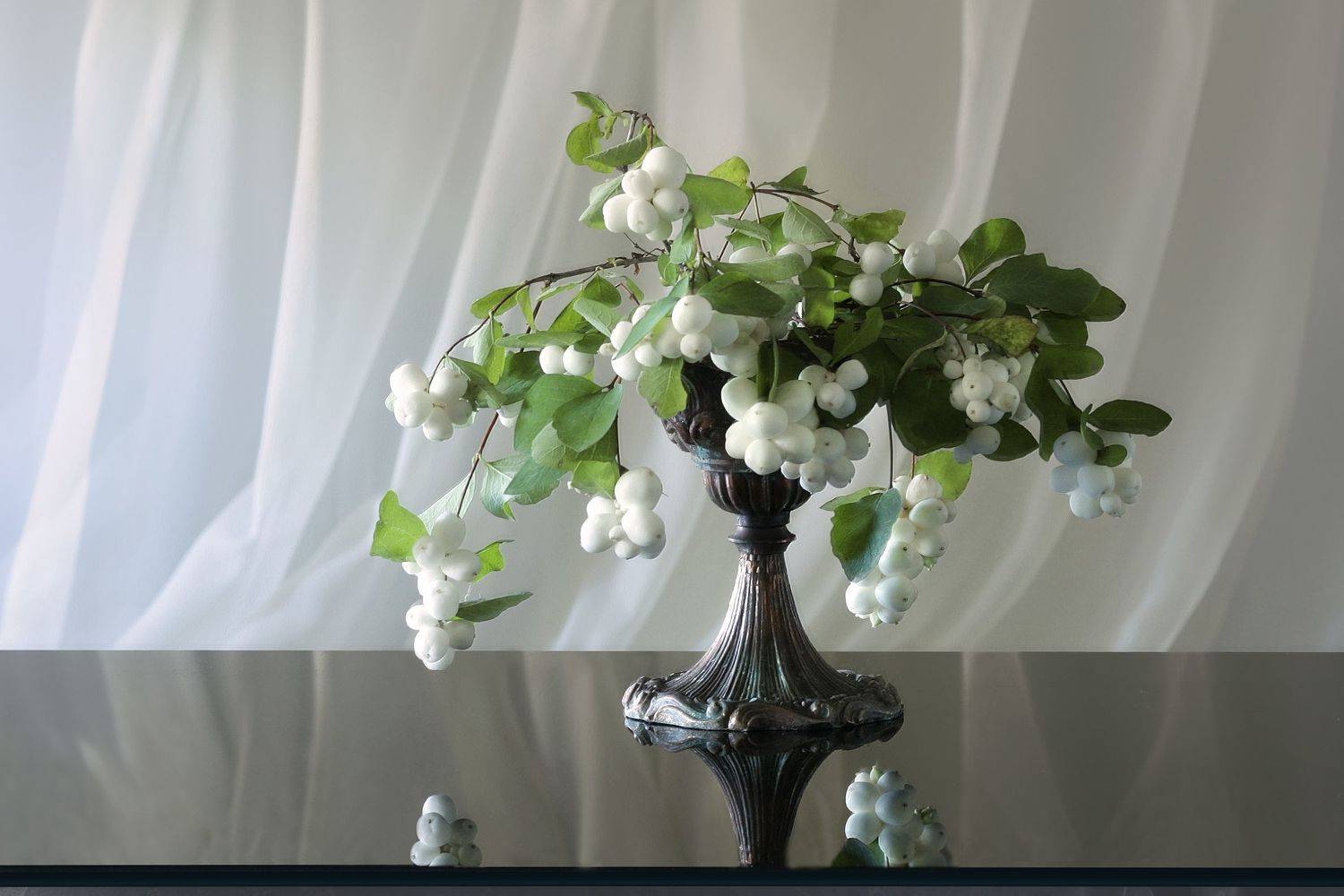 снежноягодник, Ольга Заболотская