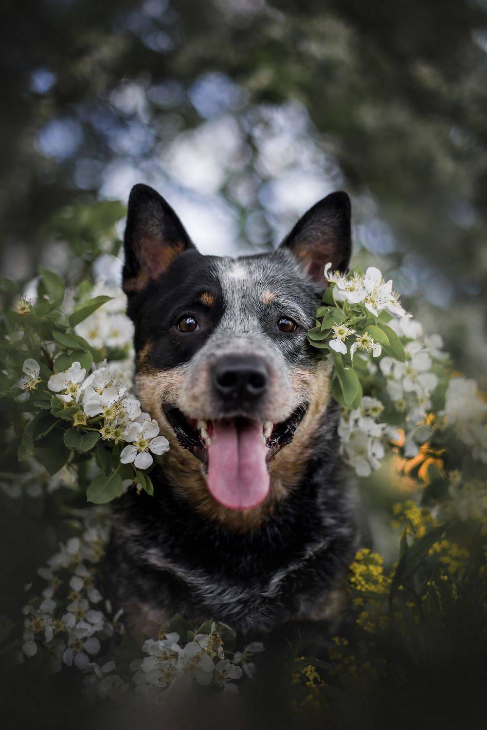 австралийскийхилер, Юлия Гончар