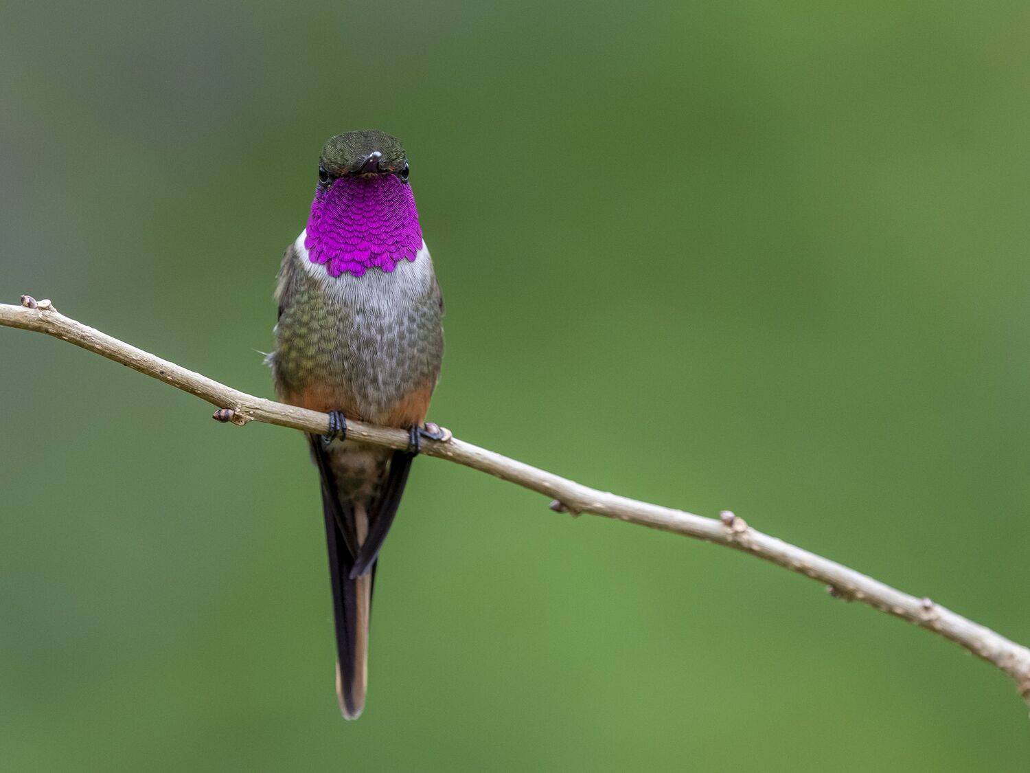 , Fernando Burgalin Sequeira