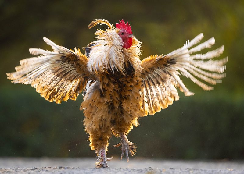 Dancer фото превью