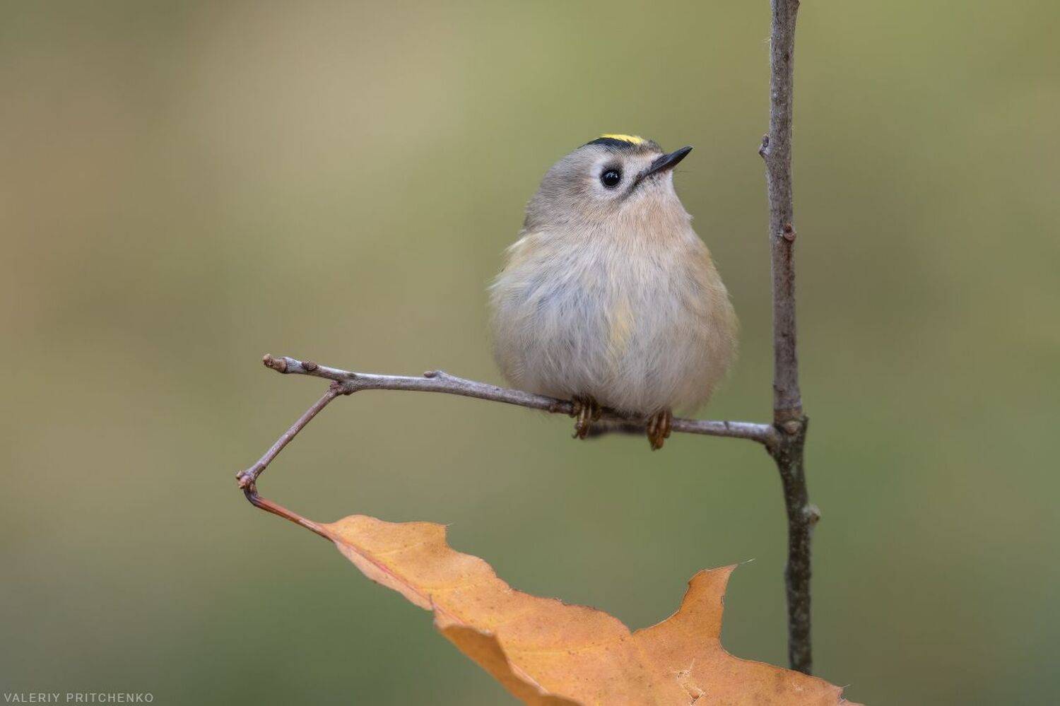 , Валерий Притченко