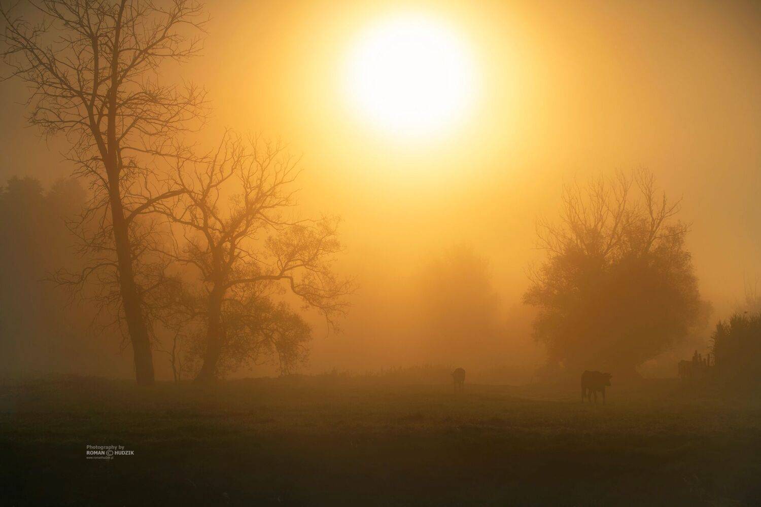 fog, sun, landscape, Kociewie, cows,, Roman Hudzik