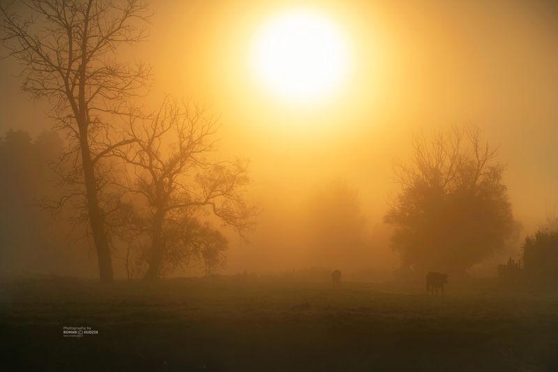 fog, sun, landscape, Kociewie, cows, Fighting fog and sun. фото превью