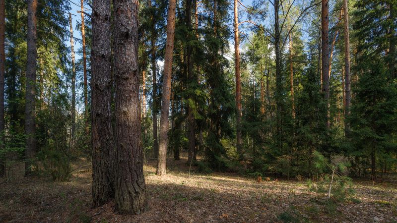 пейзаж В бору фото превью