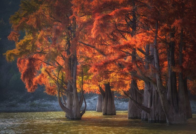 Болотный Кипарис фото превью