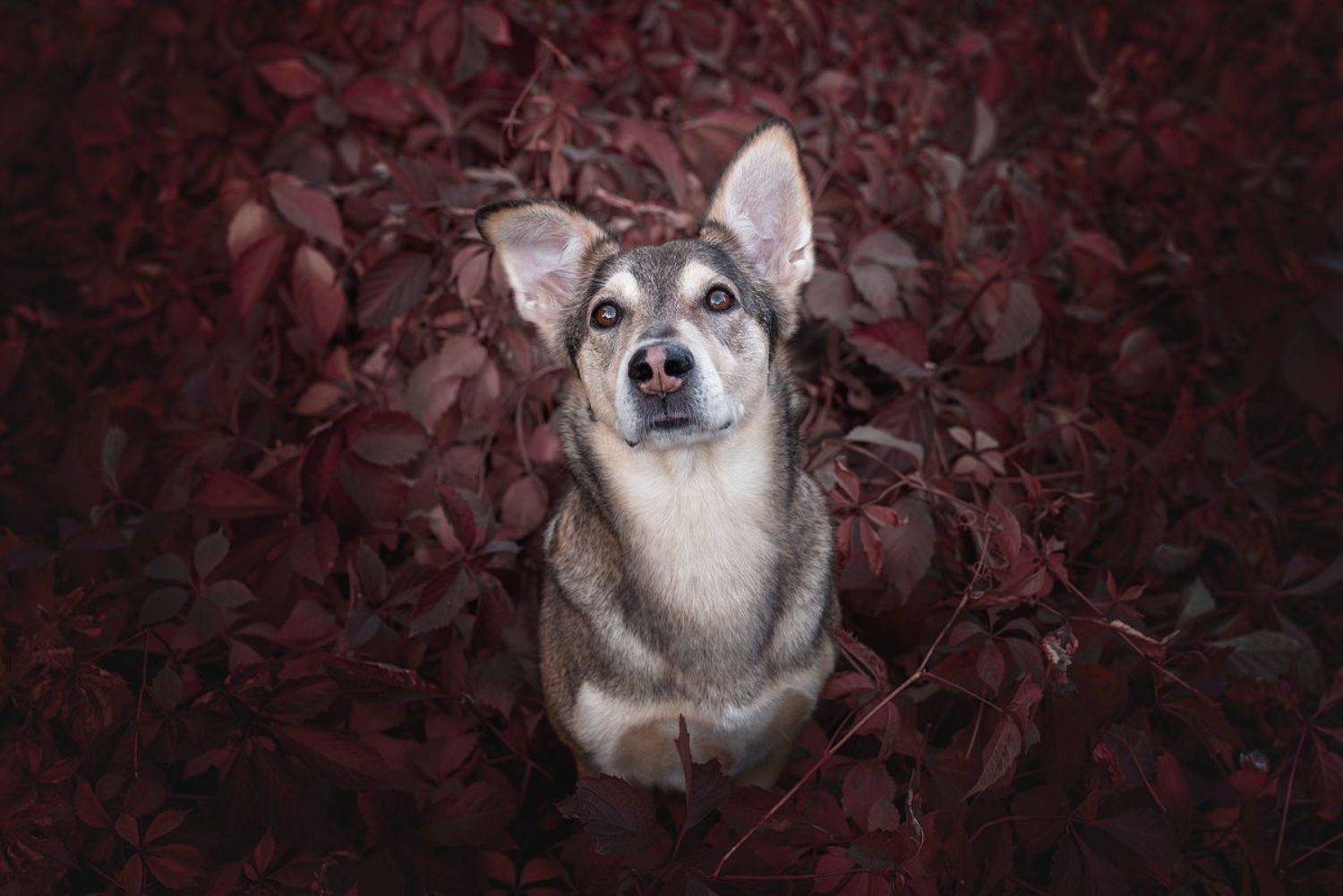 собака, животное, Евгений Крутиков