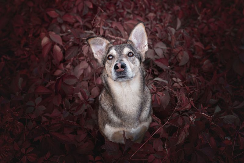 собака, животное Уокер фото превью