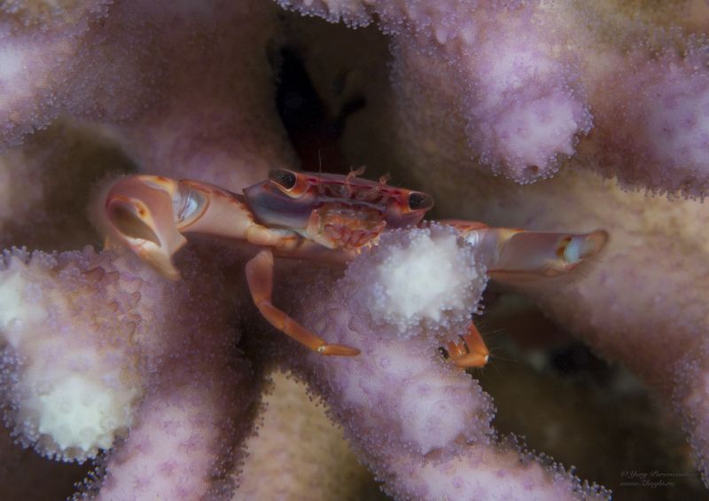 подводное фото подводный мир хургада египет жогло zhoglo красное море Воин фото превью