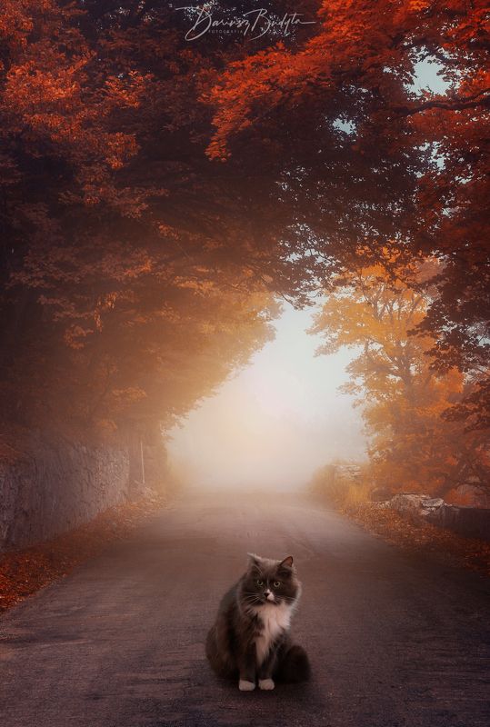 Cat  фото превью